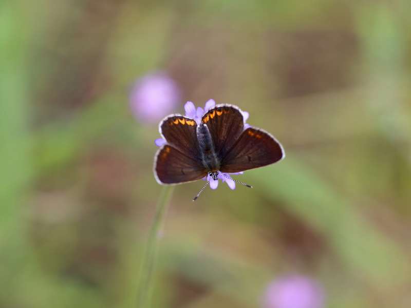 Da determinare - Lycaenidae